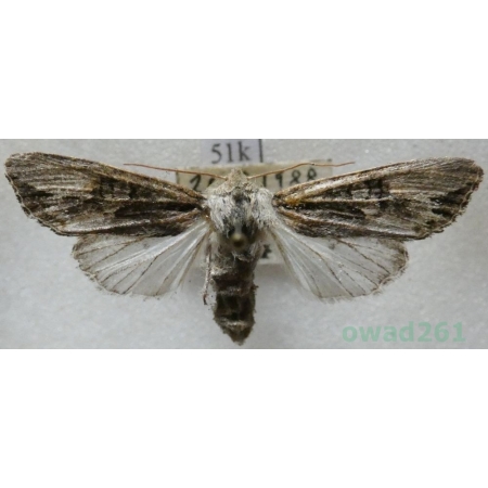 Egira conspicillaris (Linnaeus, 1758) Gaszka zorzyca Czech51k